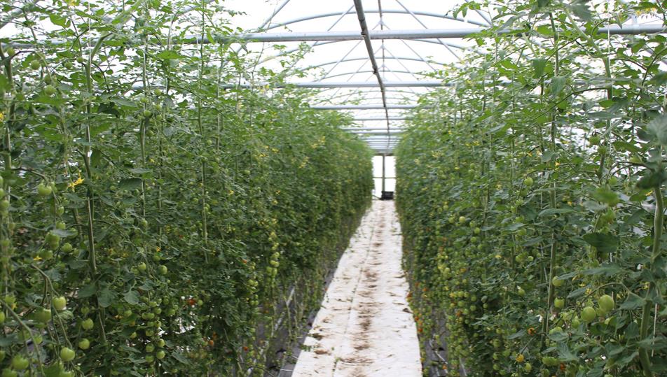 Protected tomato production - credit: Flickr/ Local Food Initiative (CC by 2.0)